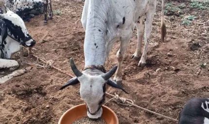 नस्ल सुधार से पशुपालकों की आय बढ़ाने की दिशा में ‘हिरण्यगर्भा अभियान’ मजबूत आधार