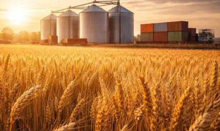 किसानों को बड़ी राहत: सरकार ने 25 लाख टन गेहूं और 5 लाख टन चीनी के निर्यात को दी मंजूरी