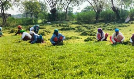 धान से ब्राम्ही तक: कम लागत में ज्यादा मुनाफे की राह पर किसान