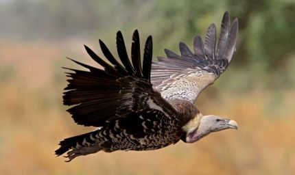 MP में पहली बार मोबाइल एप से होगी गिद्धों की गिनती, 7 प्रजातियों पर रखी जाएगी खास नजर