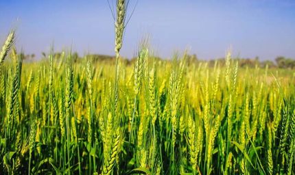 अचानक बढ़ी गर्मी से गेहूं की फसल पर खतरा, किसानों की बढ़ी चिंता