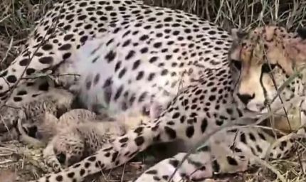कूनो में खुशखबरी: 'गामिनी' ने दिया 3 शावकों को जन्म, चीतों का कुनबा बढ़कर हुआ 38