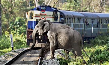 यात्रियों से पहले वन्यजीवों की सुरक्षा: हाथियों की जान बचाने को देर रात रोकी गईं 6 ट्रेनें