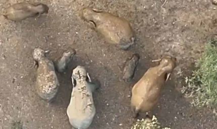 जंगल की दिल छू लेने वाली तस्वीर: मादा हथिनी की छाया में सुरक्षित दिखे नन्हें गजराज