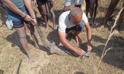 सुरक्षित रेस्क्यू के बाद मगरमच्छ को मिला नया ठिकाना, जंगल सफारी में बसाया गया