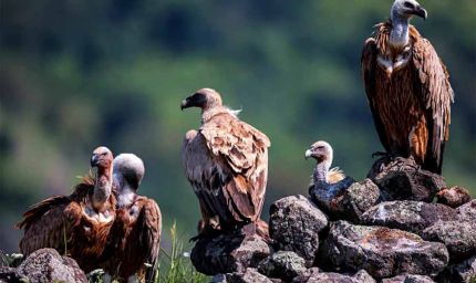 पहली बार ऑनलाइन ऐप से होगी गिद्ध गणना