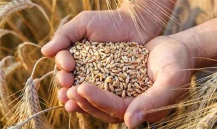 1.81 लाख किसानों ने कराया गेहूं उपार्जन के लिए पंजीयन, मंत्री राजपूत ने दी जानकारी