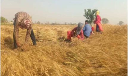 आसमान में पांच दिन नहीं होगी हलचल, गेहूं की फसल पर मंडराया खतरा
