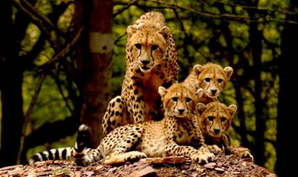 ‘प्रोजेक्ट चीता’ ‘प्रकृति से प्रगति’ का संदेश देती विश्व की सबसे सफल परियोजना : मुख्यमंत्री डॉ. यादव