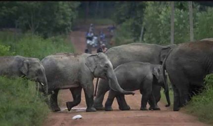 झारखंड की राजधानी में हाथियों का तांडव, 4 लोगों की कुचलकर मौत, सड़क पर मची अफरा-तफरी