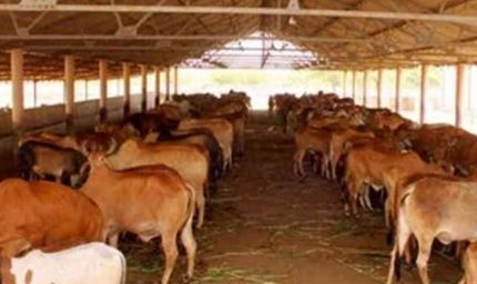 63 को गोकुल व 49 को आज मिलेगा नंद बाबा पुरस्कार