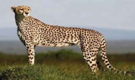 बोत्सवाना से आएंगे 8 चीते, 2032 तक आत्मनिर्भर आबादी का लक्ष्य तय