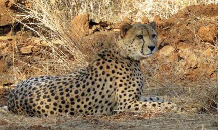 बोत्सवाना से 28 फरवरी को एमपी पहुंचेंगे आठ चीते, 2032 तक आत्मनिर्भर आबादी बनाने का लक्ष्य