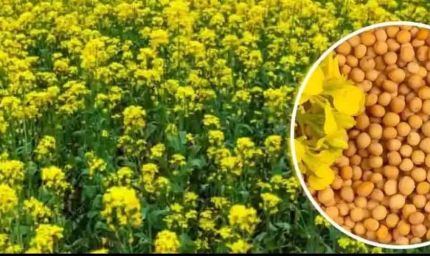 एमपी किसानों के लिए बड़ी राहत: अब सरसों पर भी मिलेगा भावांतर, सोयाबीन की तरह सरकार देगी कीमत का अंतर