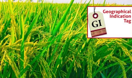 मध्य प्रदेश में अब तक बालाघाट का ‘चिन्नौर’ धान और रीवा का ‘सुंदरजा’ आम ही जीआइ टैग प्राप्त कर पाए