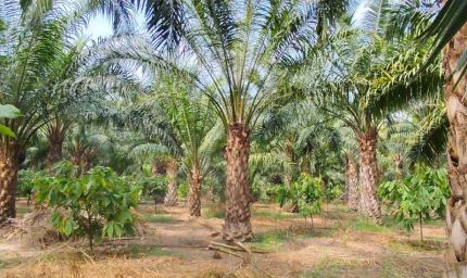 एक एकड़ में सवा लाख रुपए का मुनाफा देने वाला पाम ऑयल की खेती