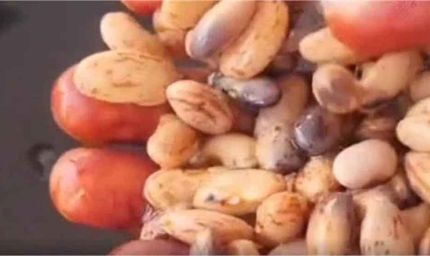 हरियाणा में मिड डे मील में लापरवाही! बच्चों को परोसा गया सड़ा राजमा, VIDEO वायरल