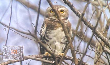 कूनो राष्ट्रीय उद्यान में फॉरेस्ट ऑउलेट का दिखाई देना, शुभ संकेत