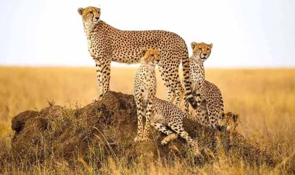 कूनो के चीतों के लिए सालाना ₹1.27 करोड़ का खर्च, रोजाना ₹35 हजार बकरी मांस; विधानसभा में सरकार ने किया खुलासा