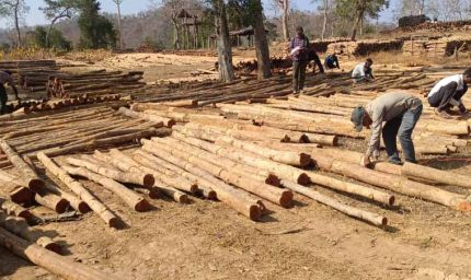 डिजिटल सिस्टम से बढ़ी पारदर्शिता, रोजगार सृजन में वन विकास निगम की नई पहल