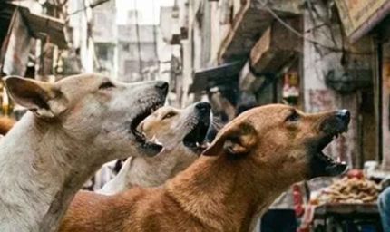 स्कूल के पहले दिन मासूम पर हमला: 4 साल के बच्चे को कुत्ते ने काटा, दहशत में परिवार