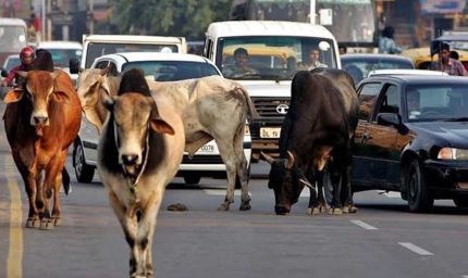 दो साल में MP की सड़कों से खत्म होंगे आवारा मवेशी, विधानसभा में BJP सरकार का दावा