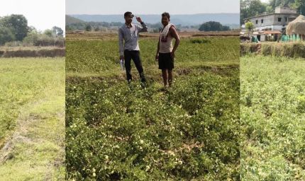 रायपुर : राष्ट्रीय बागवानी मिशन से किसानों को संबल : उन्नत तकनीक से टमाटर खेती में बढ़ा उत्पादन और मुनाफा