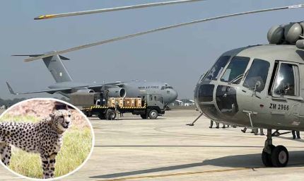 बोत्स्वाना से 28 फरवरी को कूनो पहुंचेंगे 8 चीते