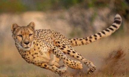 कूनो में आज शनिवार सुबह होगी ग्रैंड लैंडिंग, बोत्सवाना से आए 8 नए चीते, CM Mohan Yadav करेंगे बाड़े में रिलीज