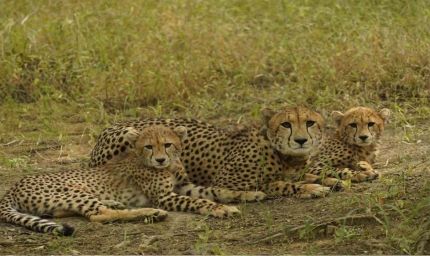 बोत्सवाना से भारत आए 9 चीते, कूनो नेशनल पार्क में हुए क्वारंटीन, केंद्रीय मंत्री ने प्रतीकात्मक रूप से रिलीज किया