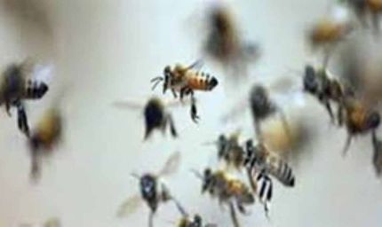 माता टेकरी पर मधुमक्खियों का हमला