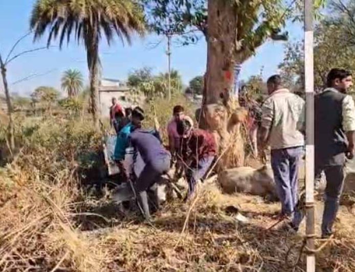 छत्तीसगढ़ से झारखंड गौवंश तस्करी का खुलासा, पुलिस पीछा में पलटी पिकअप, 3 गायों की मौत