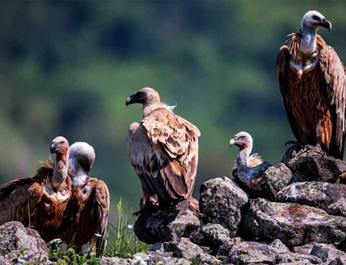 पहली बार ऑनलाइन ऐप से होगी गिद्ध गणना