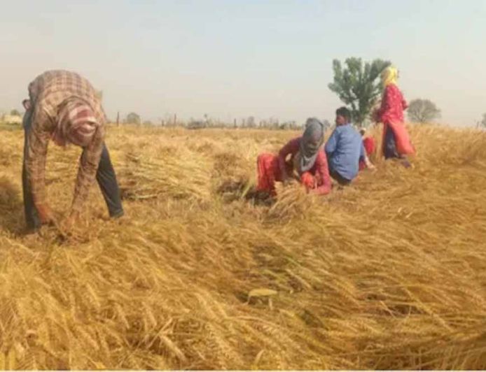 आसमान में पांच दिन नहीं होगी हलचल, गेहूं की फसल पर मंडराया खतरा