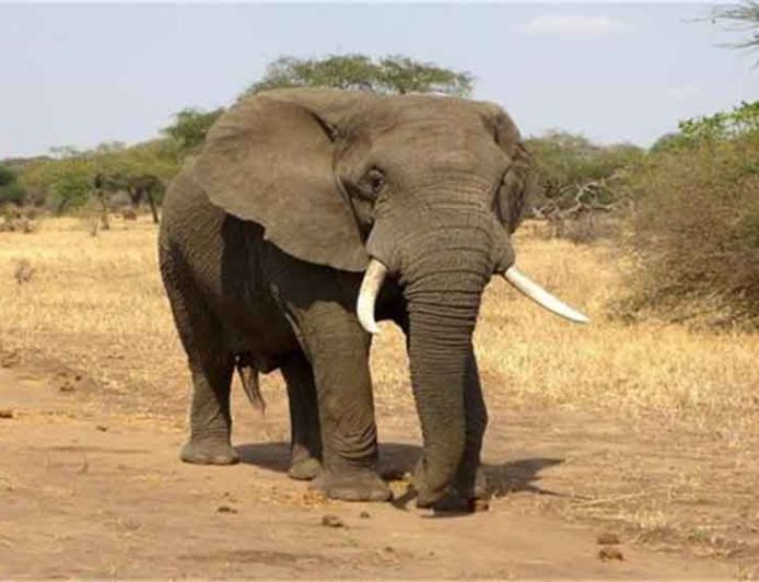 हाथियों का कहर: 2 हफ्तों में 23 मौतें, विधानसभा में गूंजा मुआवजा बढ़ाने का मुद्दा