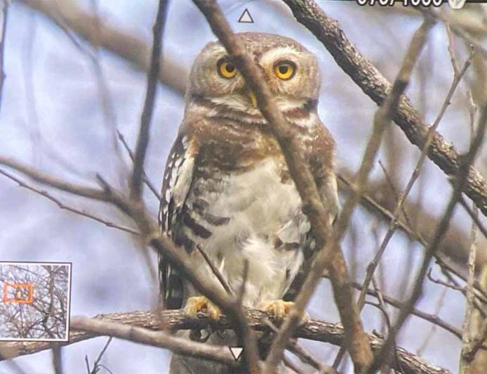 कूनो राष्ट्रीय उद्यान में फॉरेस्ट ऑउलेट का दिखाई देना, शुभ संकेत