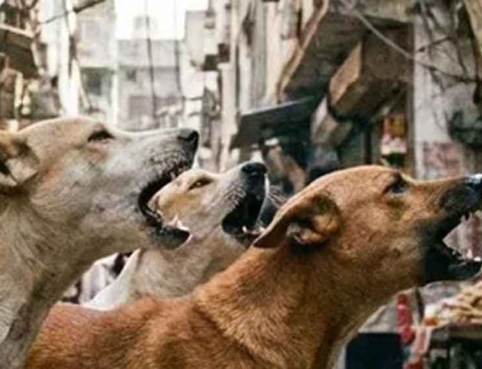 स्कूल के पहले दिन मासूम पर हमला: 4 साल के बच्चे को कुत्ते ने काटा, दहशत में परिवार