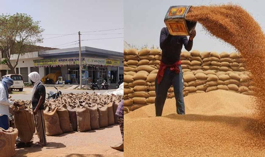 राजस्थान में शुरू हुई गेहूं की सरकारी खरीद, ₹2,585 प्रति क्विंटल है समर्थन मूल्य
