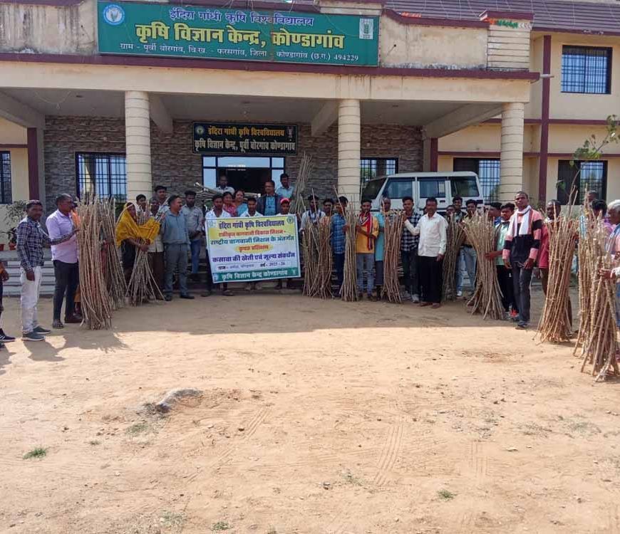 कोंडागांव जिले में कसावा की खेती: कृषि विज्ञान केंद्र का नवाचार
