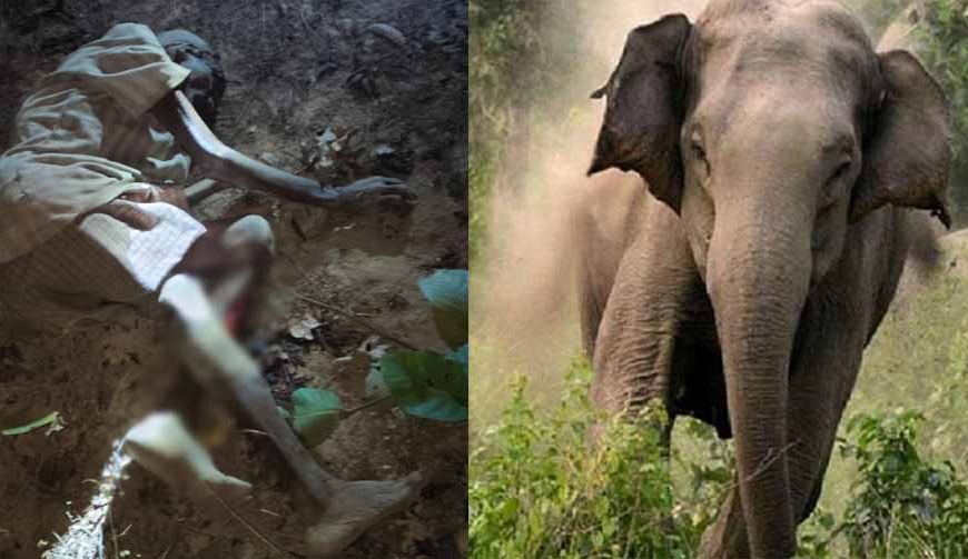 लकड़ी लेने गए बुजुर्ग पर हाथी का हमला, मौके पर मौत, 100 से ज्यादा हाथियों से गांव में दहशत