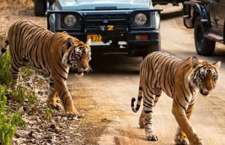 नस्ल सुधार कर बाघों का बढेगा कुनबा, एमपी और महाराष्ट्र से आएंगे बाघ-बाघिन
