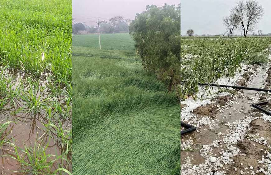 कुदरत का कहर: ग्वालियर में ओलावृष्टि से 90% तक फसलें तबाह, एक किसान की जान गई