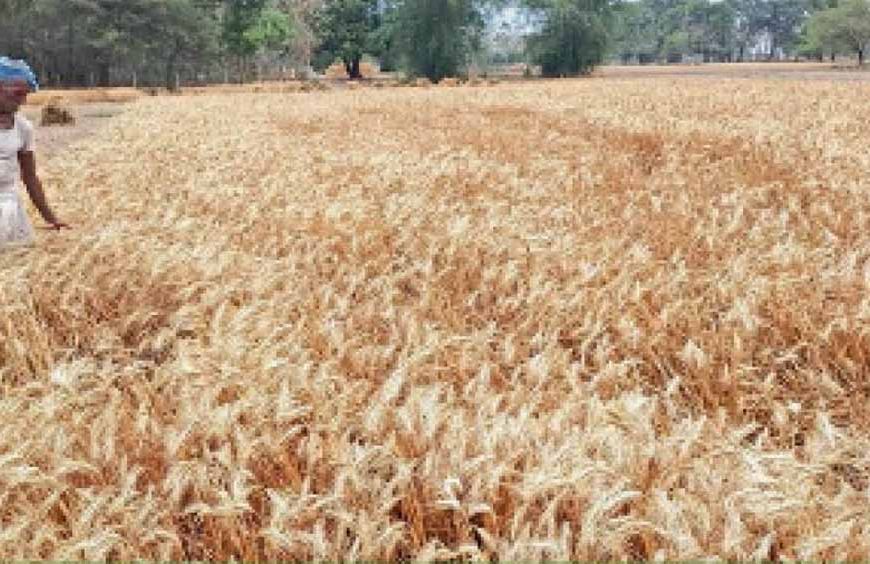 पंजाब के किसानों की गेहूं फसल पर संकट, फरवरी में तापमान बढ़ने के मौसम विभाग ने दिए संकेत