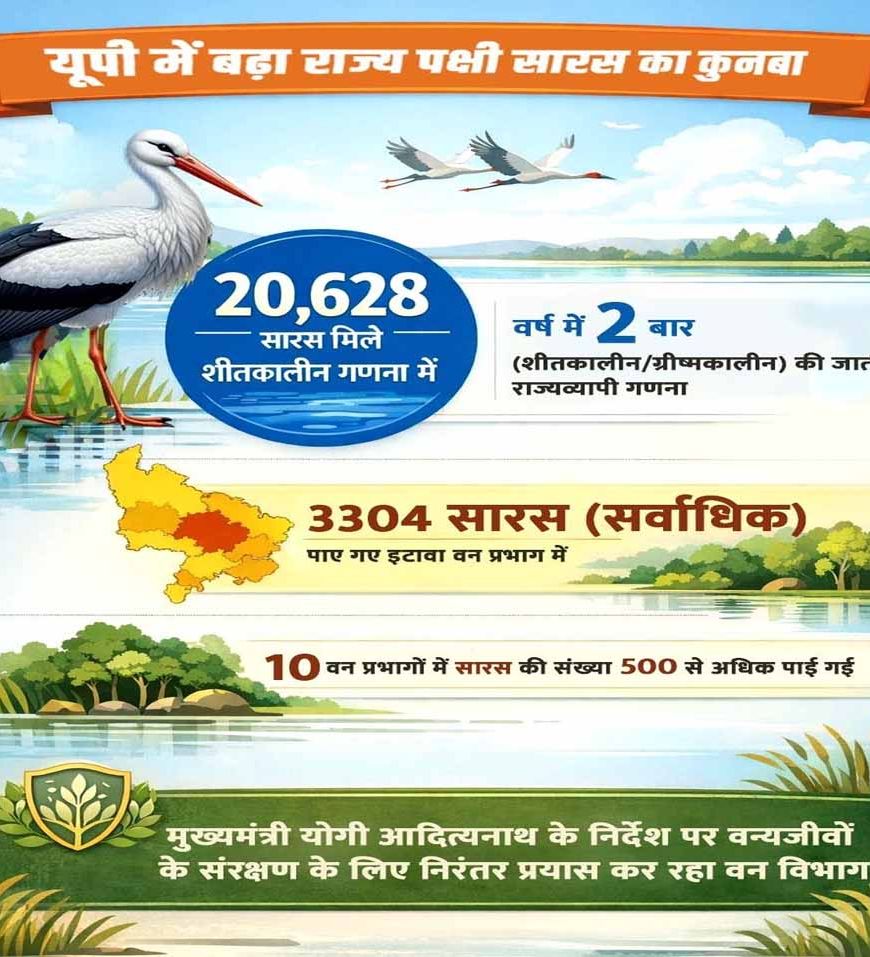 इटावा वन प्रभाग में पाए गए सर्वाधिक 3304 सारस, 10 वन प्रभागों में यह संख्या 500 से अधिक पाई गई