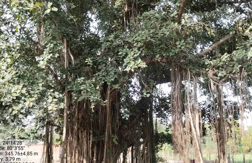 पन्ना में 100 साल से पुराने वृक्षों की खोज, बरगद, पीपल और नीम सहित कई पेड़ों का दस्तावेजीकरण