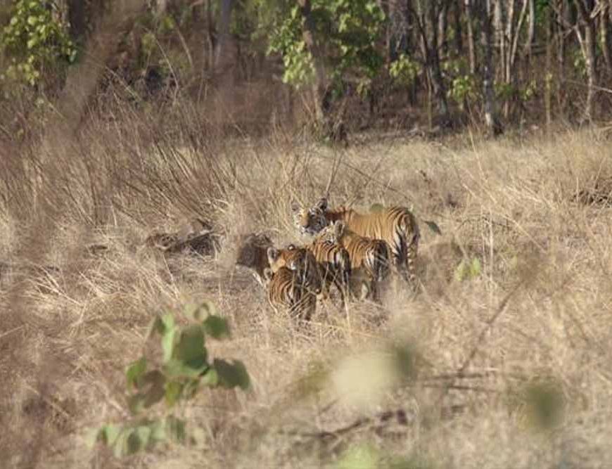 विंध्य की गोद में बसा खिवनी अभयारण्य, बन रहा इको-टूरिज्म का आकर्षण केंद्र