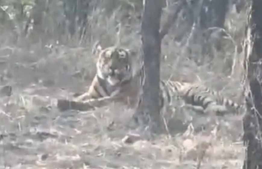 चीतों के घर में बाघ की एंट्री, कूनो नेशनल पार्क में पहली बार देखा गया, कैमरे में कैद हुई तस्वीर