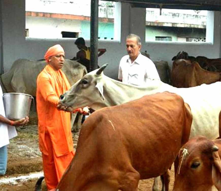 यूपी  में सबसे ज्यादा रिकॉर्ड 16 लाख निराश्रित गोवंश संरक्षित