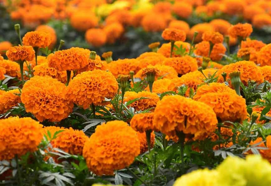 सिंहस्थ के लिए 4200 हेक्टेयर में होगी फूलों की खेती, विशेष क्लस्टर बनाए जाने की योजना, केंद्र से मंजूरी मांगी