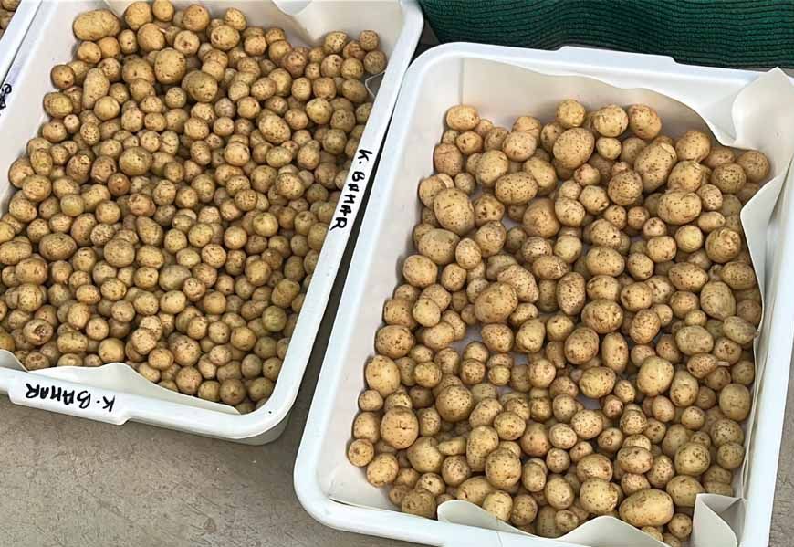 ग्वालियर के वैज्ञानिकों ने हवा में उगाया आलू, 1KG बीज से 400 किलो आलू, बीमारी मुक्त खेती की सफलता
